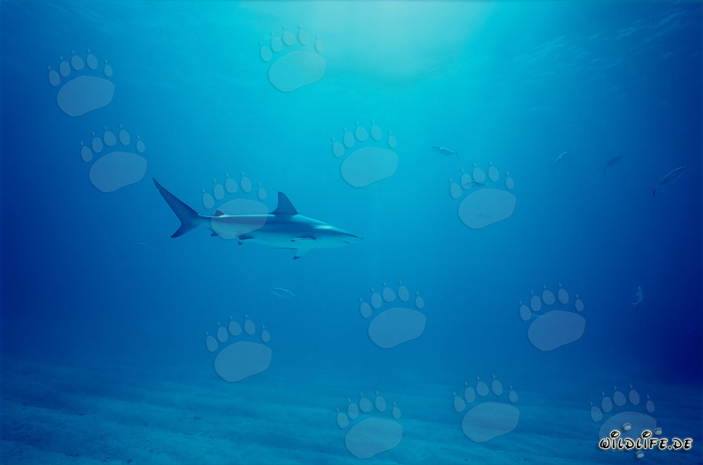 Blacktip shark in the deep blue ocean off Walker's Cay