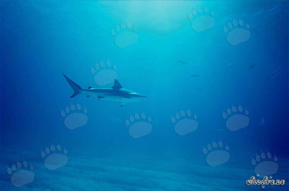 Requin à pointes noires dans l'océan bleu profond devant Walker's Cay