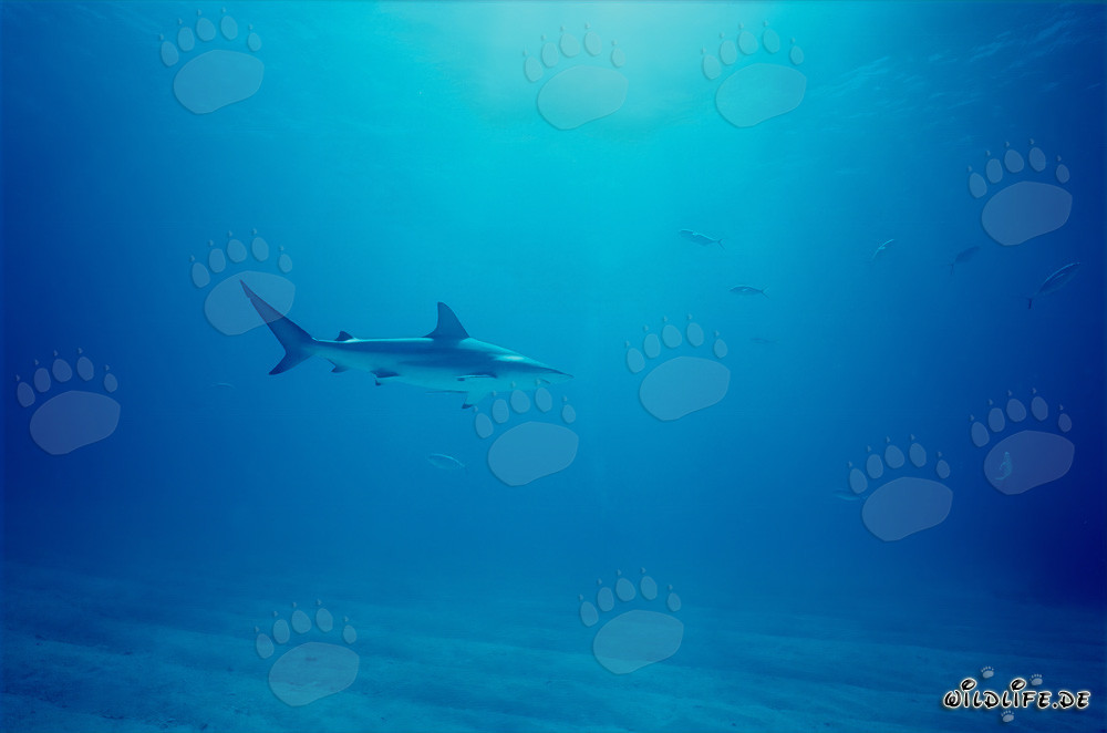 Squalo punta nera nel profondo oceano blu di fronte a Walker's Cay