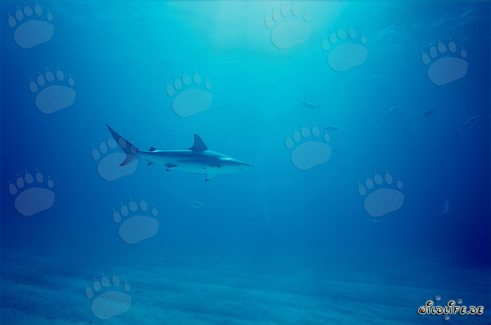 Tiburón de puntas negras en el profundo océano azul frente a Walker's Cay