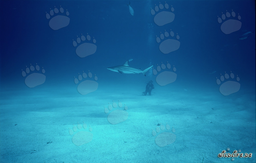 Fascinating blacktip shark in front of diver on the seabed
