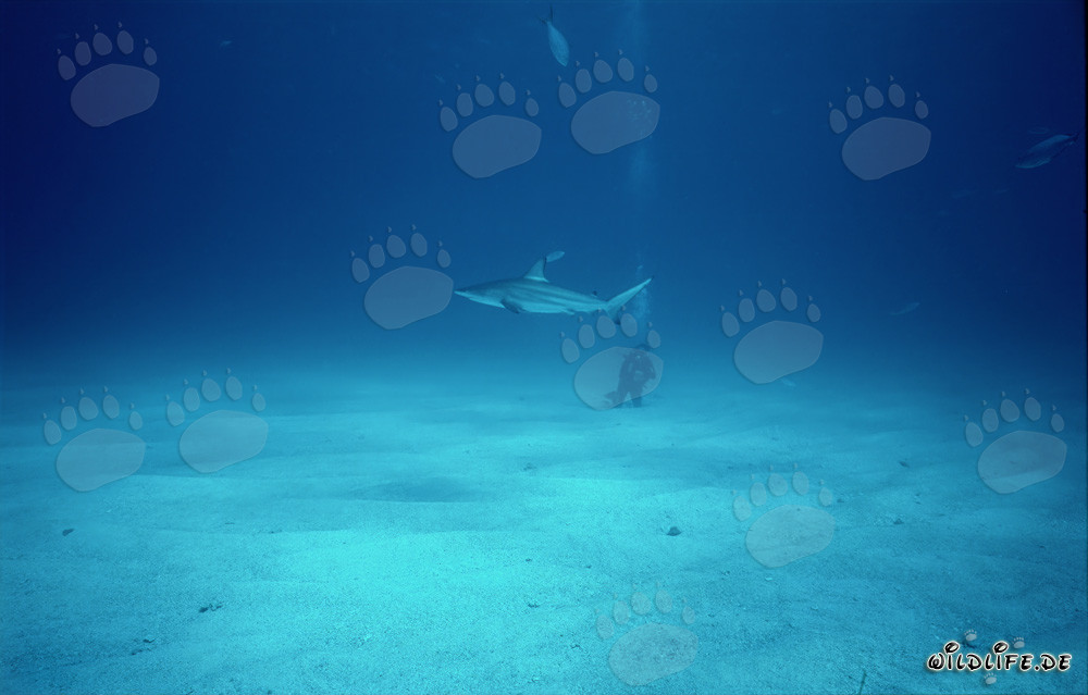 Affascinante squalo pinna nera di fronte a un subacqueo sul fondale marino