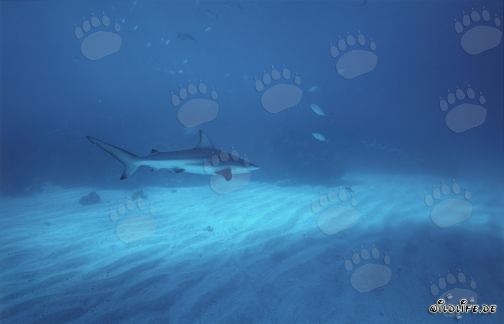 Graceful blacktip shark glides majestically over the bright seabed