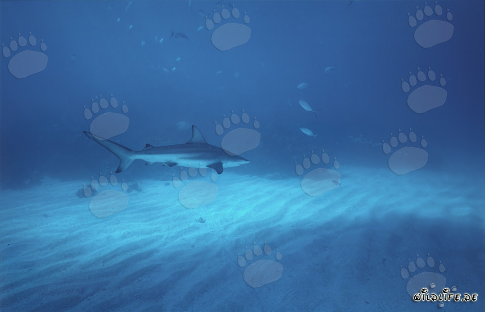 Elegante squalo punta nera che scivola maestosamente sul fondo marino chiaro
