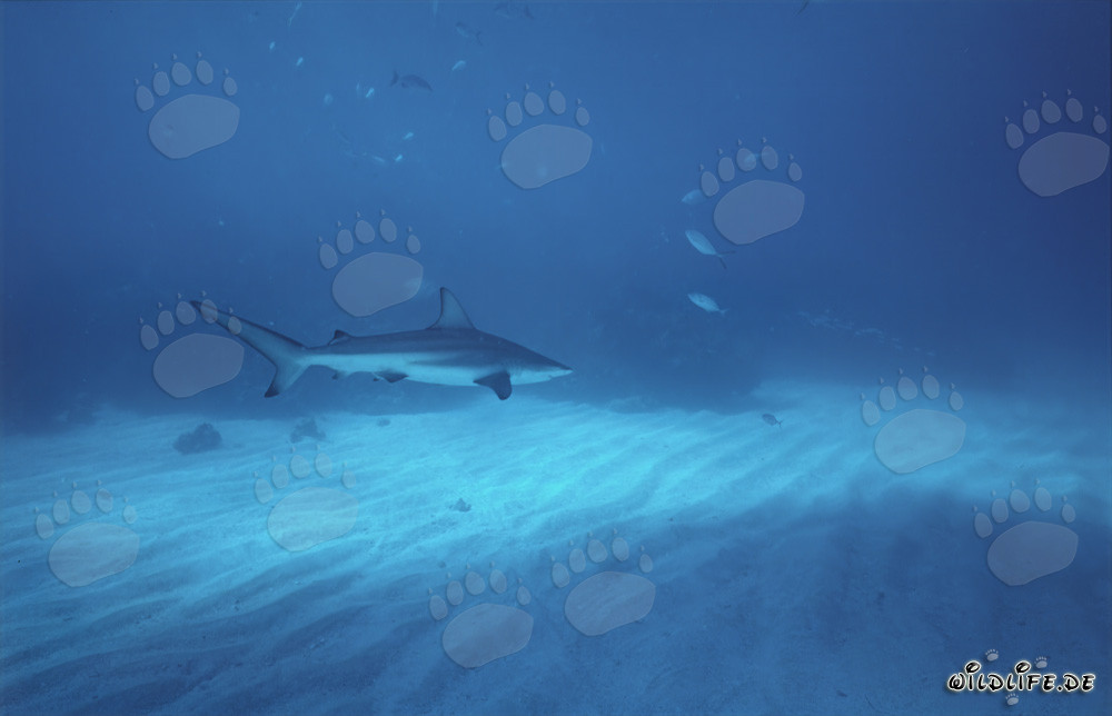 Elegante tiburón de puntas negras deslizándose majestuosamente sobre el fondo marino claro