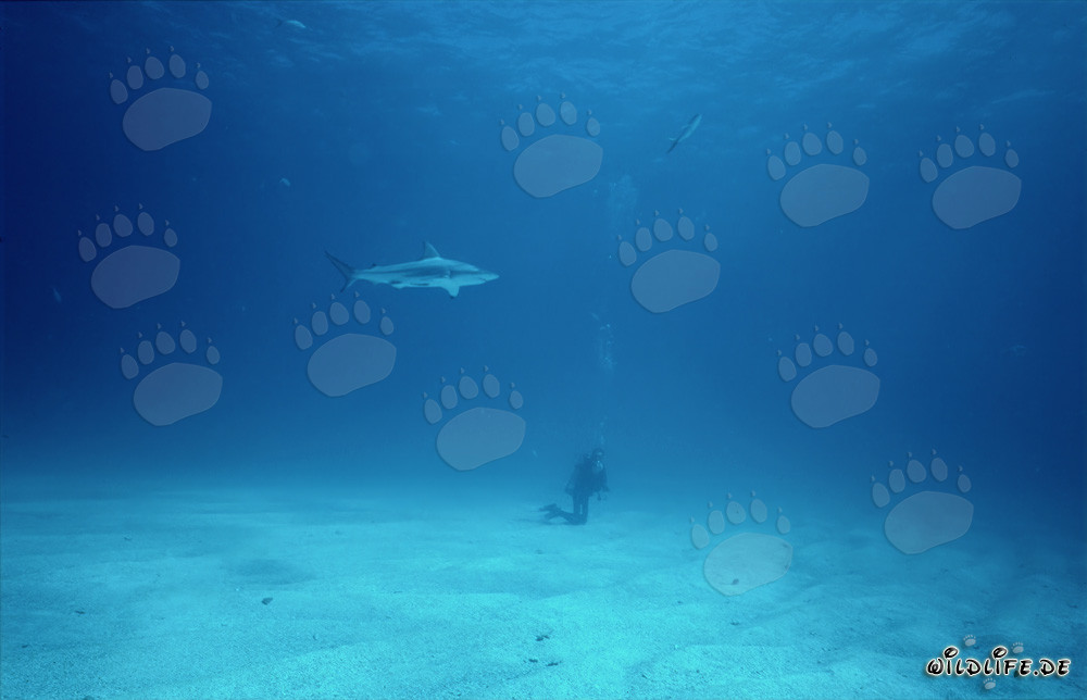 Buzo observa un tiburón de puntas negras en el fondo marino brillante