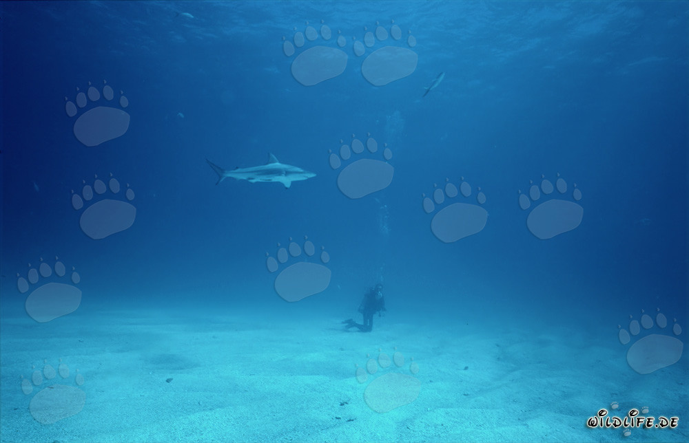 Subacqueo osserva uno squalo punta nera sul fondo marino luminoso