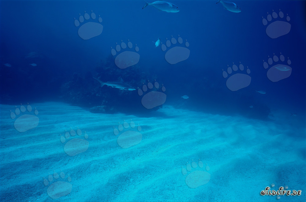 Lo squalo punta nera nuota elegantemente sul fondale sabbioso marino