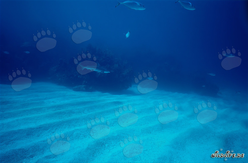 Tiburón de puntas negras nada elegantemente sobre el fondo marino arenoso