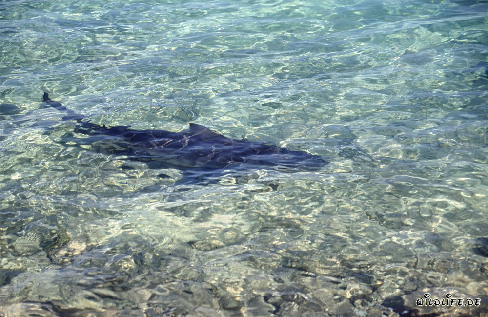 Bull shark (Carcharhinus leucas) in shallow water at the beach