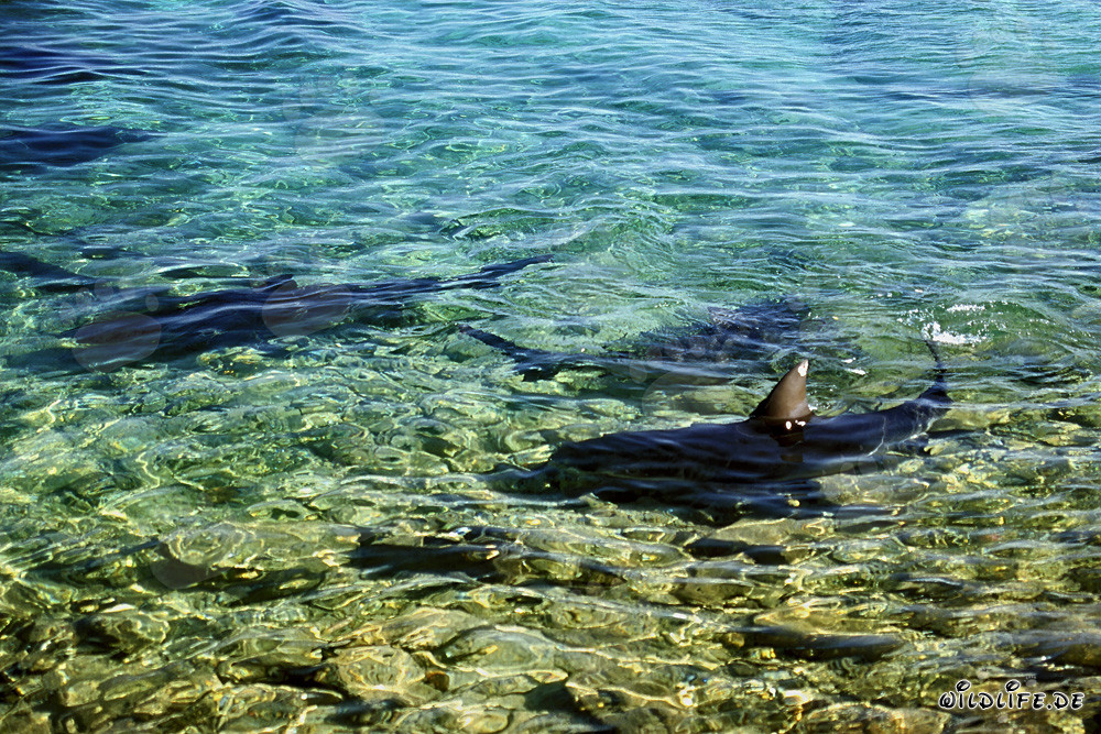 Fascinating Bull Sharks in the shallow waters of Shark Beach