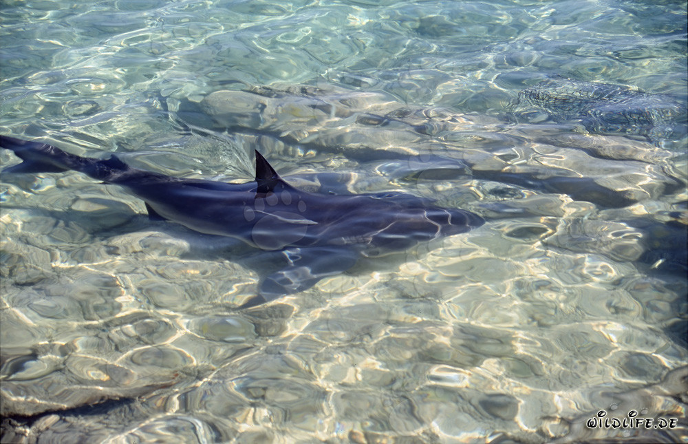 Bull Shark (Carcharhinus leucas) - Fascinating Encounter at Walker's Cay Beach