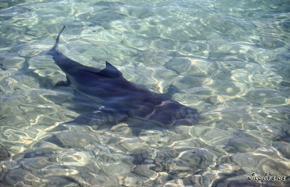Bull shark right on the beach
