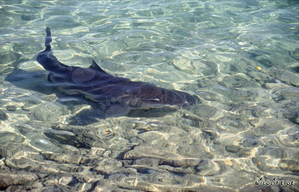 Bull shark in shallow water off Walker´s Cay