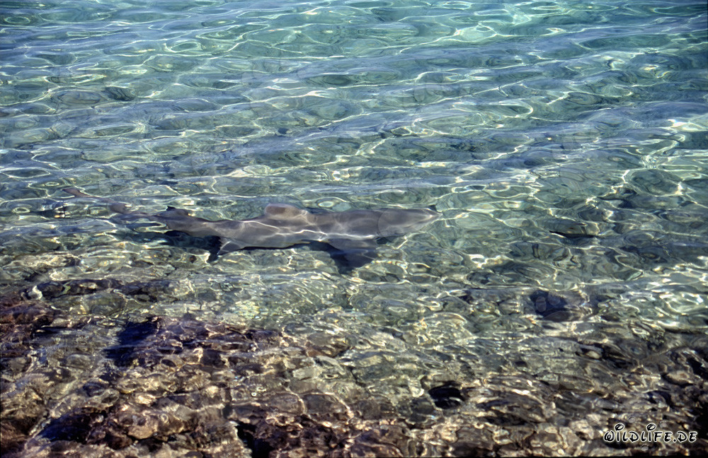 Majestic Bull Shark gracefully swimming in shallow water off Walker's Cay