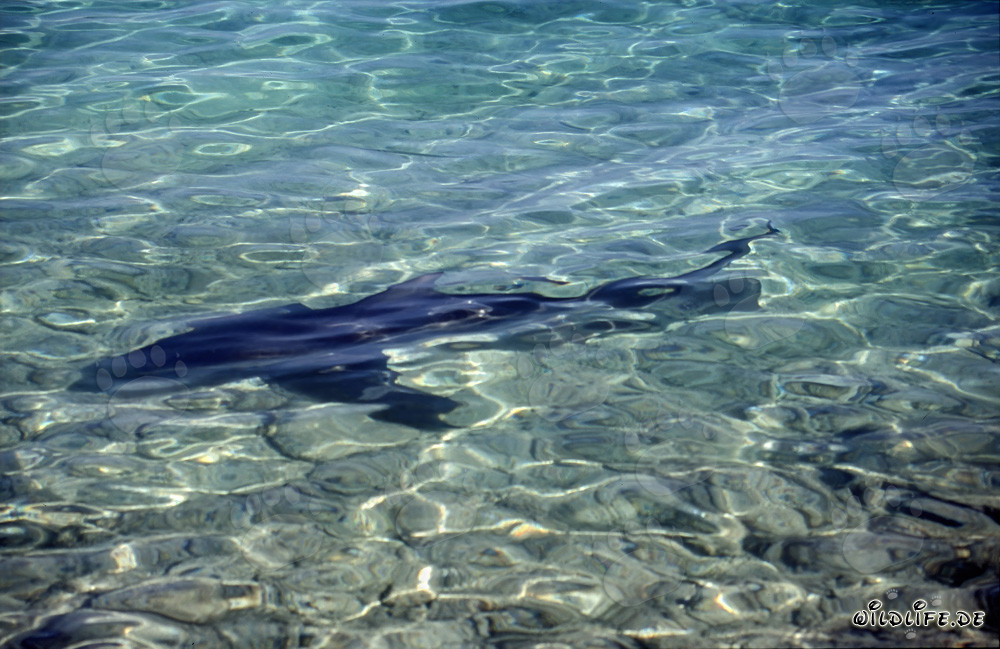 Bull Shark - Majesty of the Seas in Shallow Waters
