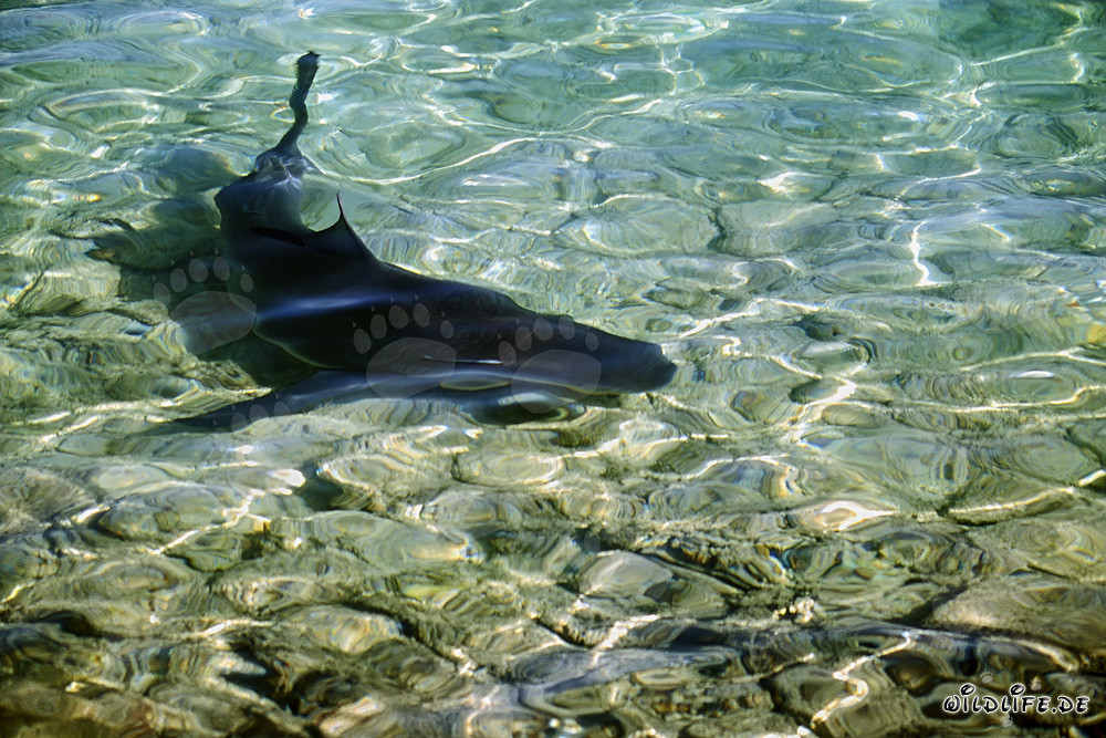 Bull Shark at the Shore of Walker's Cay - Majestic Predator of the Seas