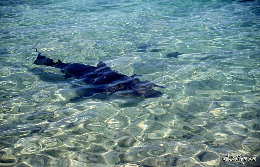 Bull shark approaching the beach at Walker's Cay