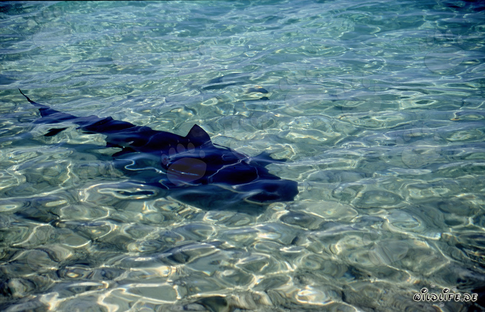 Fascinating Bull Shark in shallow water off Walker's Cay