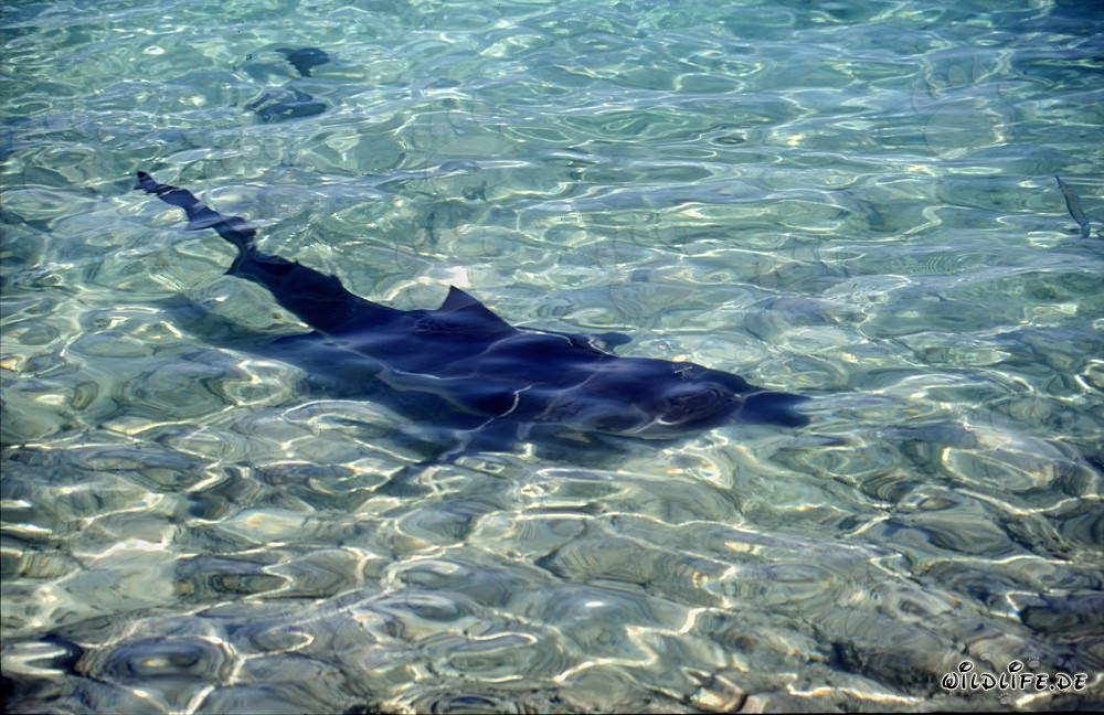 The majestic darkness of the Bull Shark at the beach