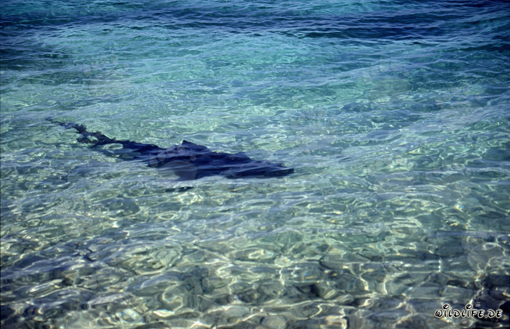 Bull Shark (Carcharhinus leucas) on the Hunt at Walker´s Cay Beach