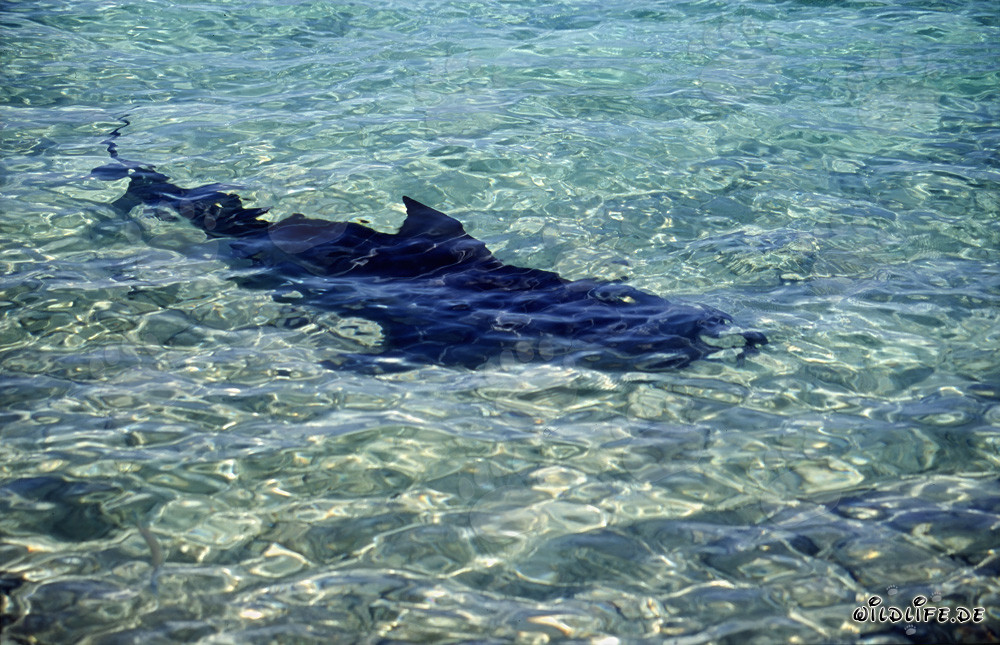 Majestic Bull Shark in Action at a Tropical Beach