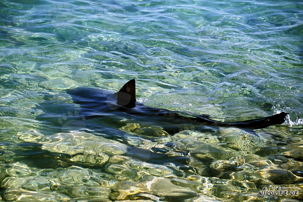 Bull Shark gracefully swimming in shallow water near the shore