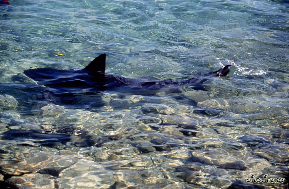 Elegant Bull Shark gracefully moves in shallow water