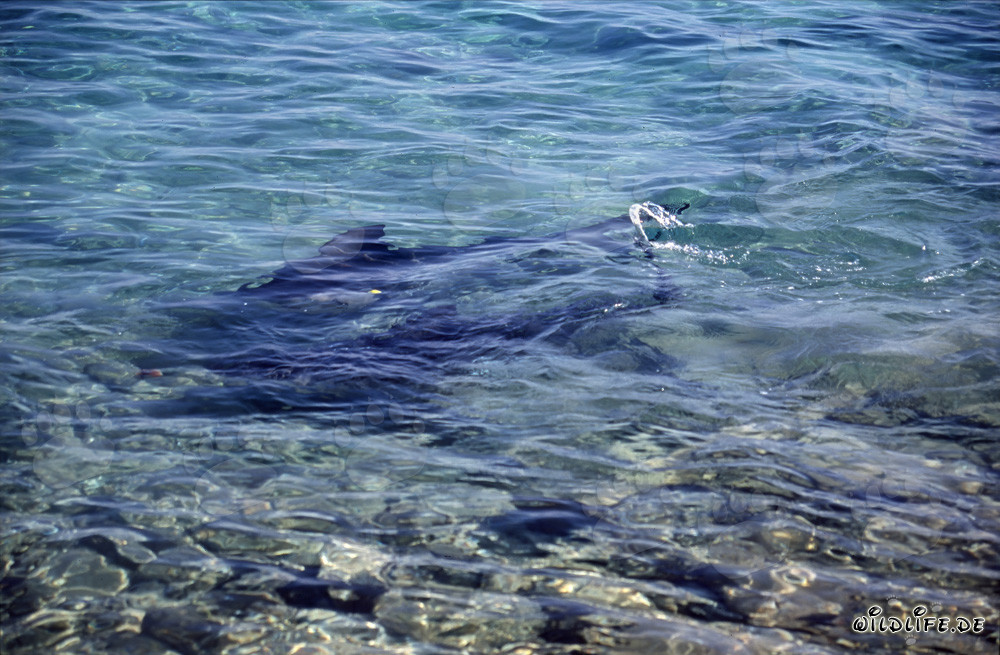 Fascinating Bull Sharks in Shallow Water