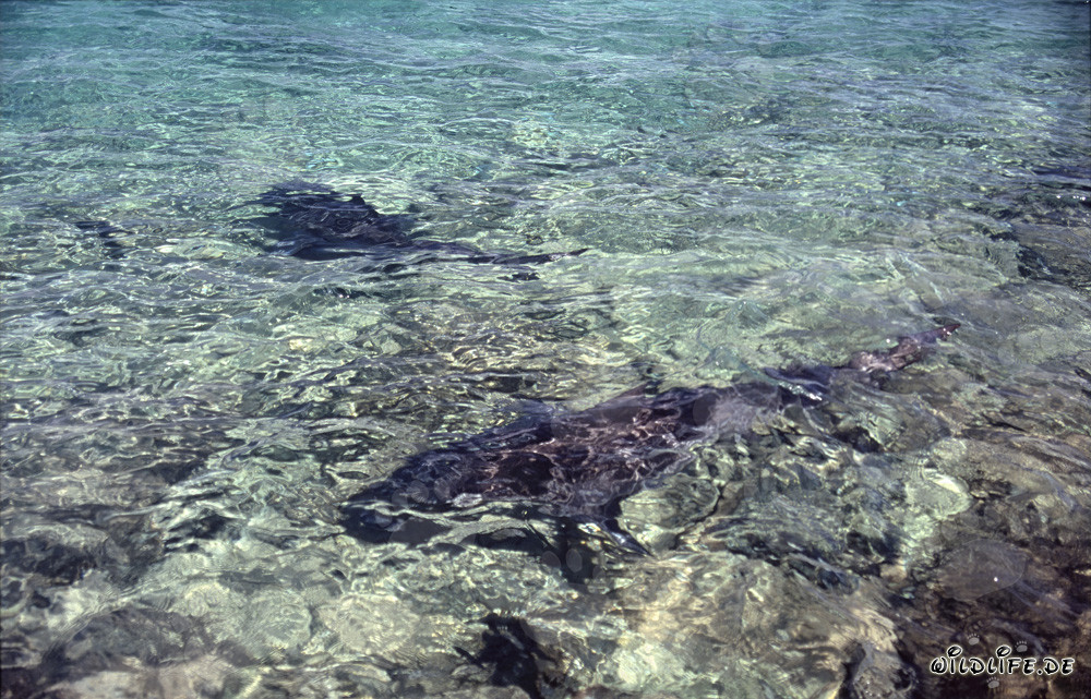 Bull Sharks (Carcharhinus leucas)