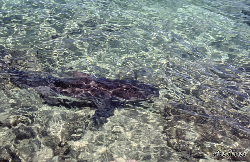 Bull Shark swimming close to the beach: Fascinating underwater shot