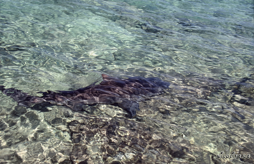 Bull Shark (Carcharhinus leucas) swimming in shallow water