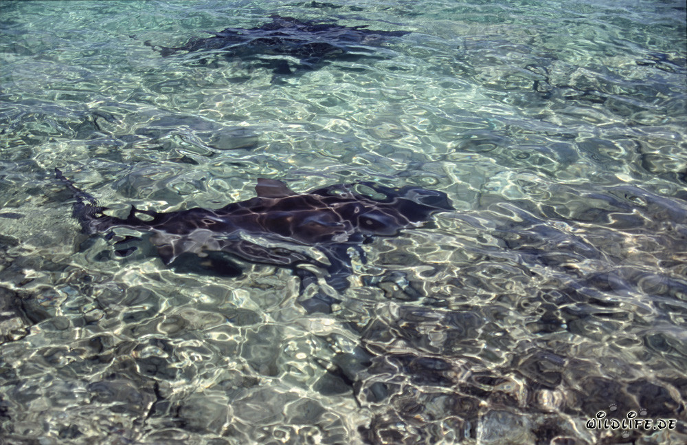 Fascinating Bull Sharks in shallow water at Walker's Cay