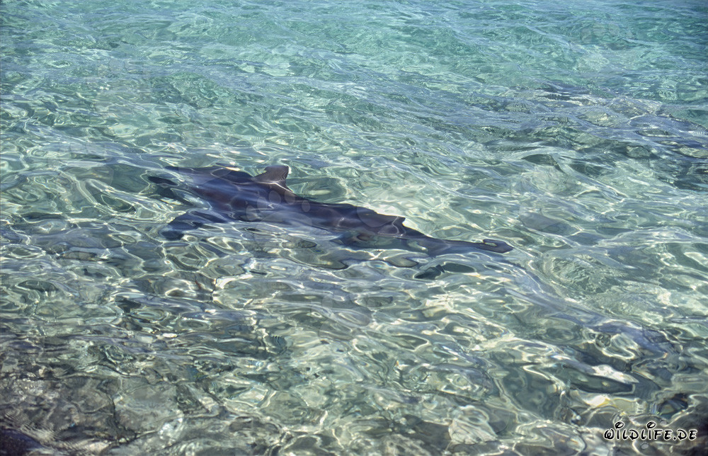Bull Shark swimming near the surface