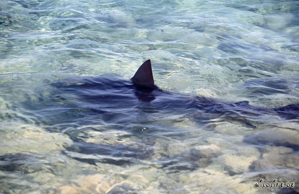 Impressive dorsal fin of a bull shark (Carcharhinus leucas)