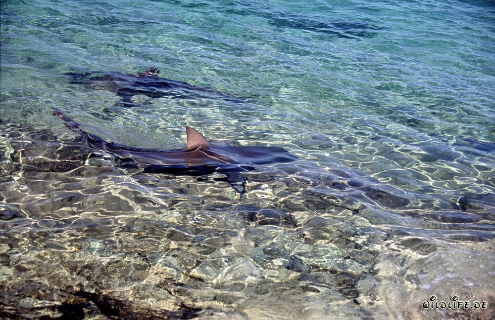 The majestic dorsal fin of a bull shark gleams in the golden sidelight