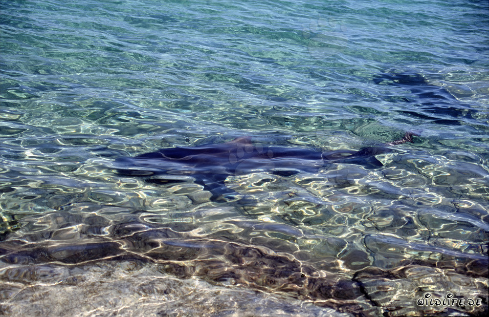 Bull Sharks hunting for food at Walker´s Cay beach
