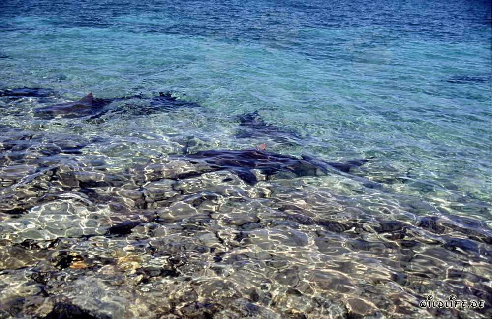 Bull Sharks - Fascinating Predators of the Seas