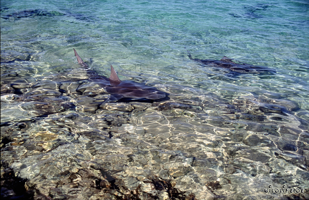 Bull Sharks in the Waters of Walker´s Cay, Bahamas