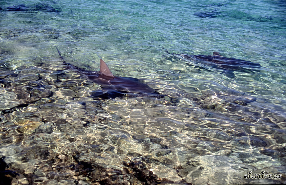 Striking bull sharks at the shark beach of Walker´s Cay