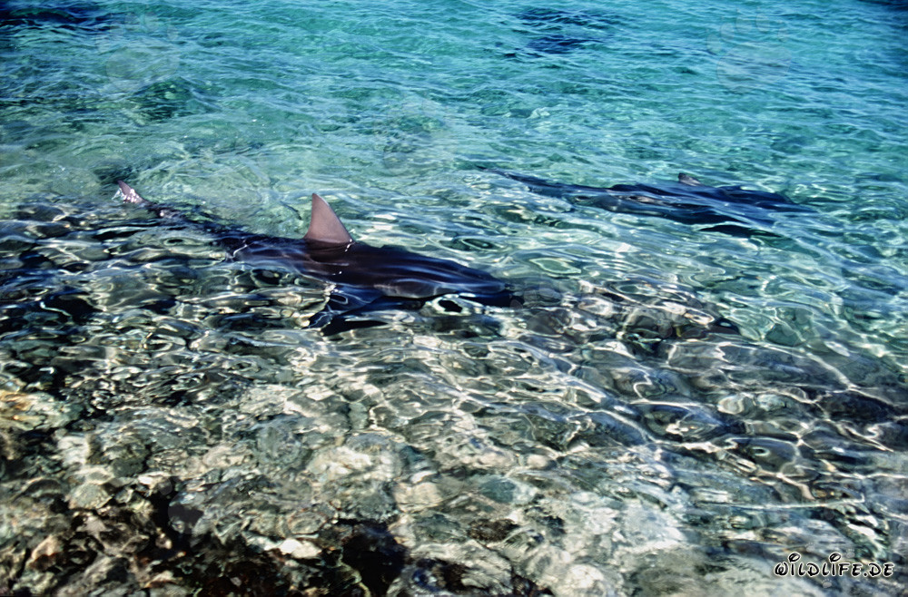 The majestic dorsal fin of a bull shark protrudes from the shallow water
