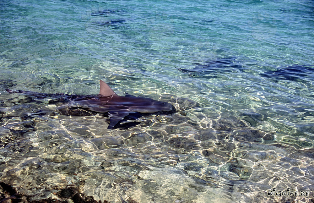Bull Shark Patrol in shallow water