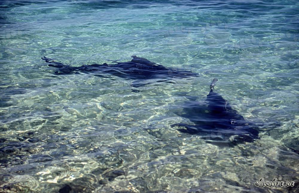 Fascinating Bull Sharks near the beach in the Bahamas