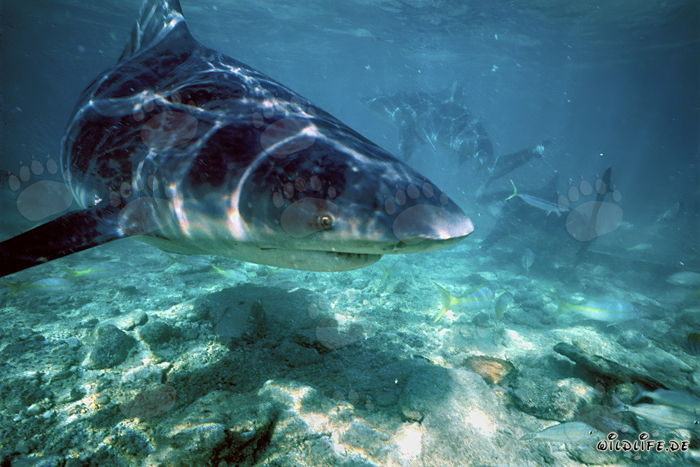 Impressive Bull Shark foraging off the Shark Beach in the Bahamas
