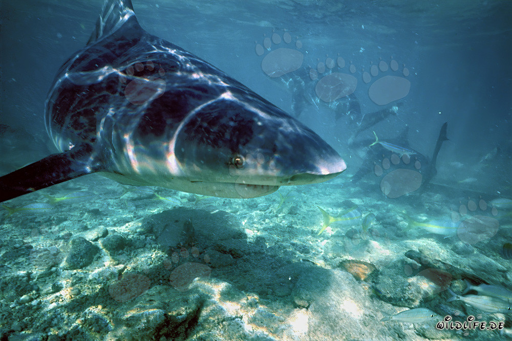 Imposanter Bullenhai auf Nahrungssuche vor der Shark Beach auf den Bahamas