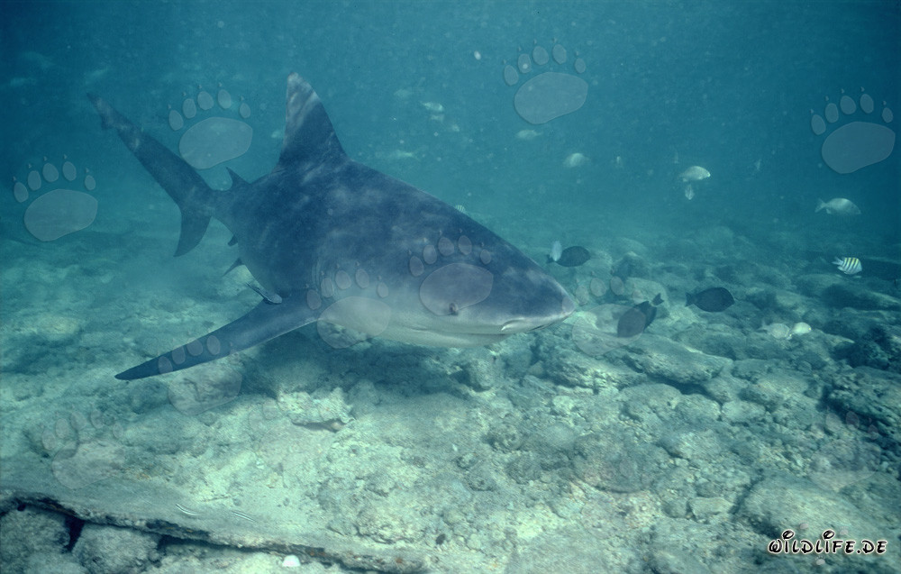 Impressive bull shark swimming towards with curiosity
