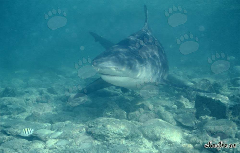Fascinating Bull Shark in Direct Approach