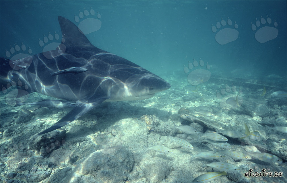 Majestic bull shark swims boldly nearby