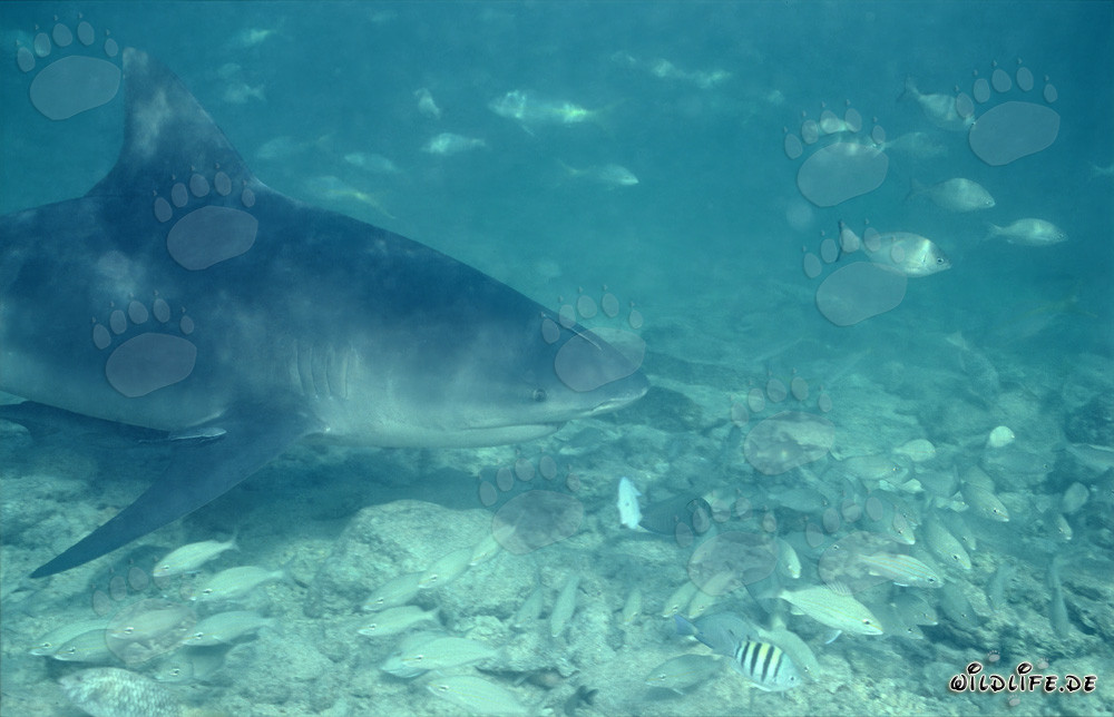Bull shark gracefully swims surrounded by a shoal of fish