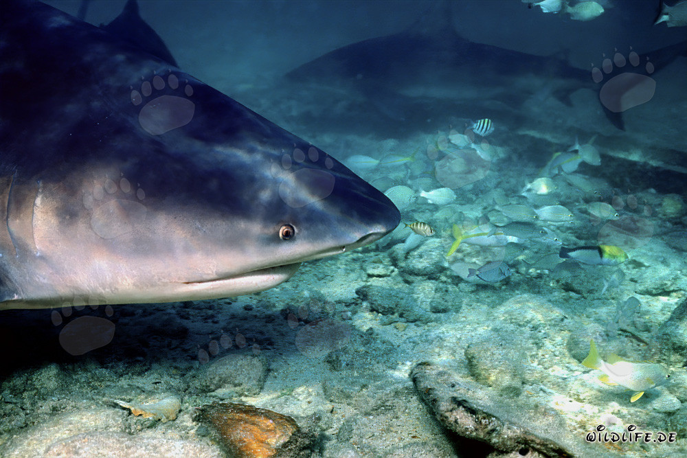 Fascinating bull shark portrait in shallow water off Walker´s Cay, Bahamas